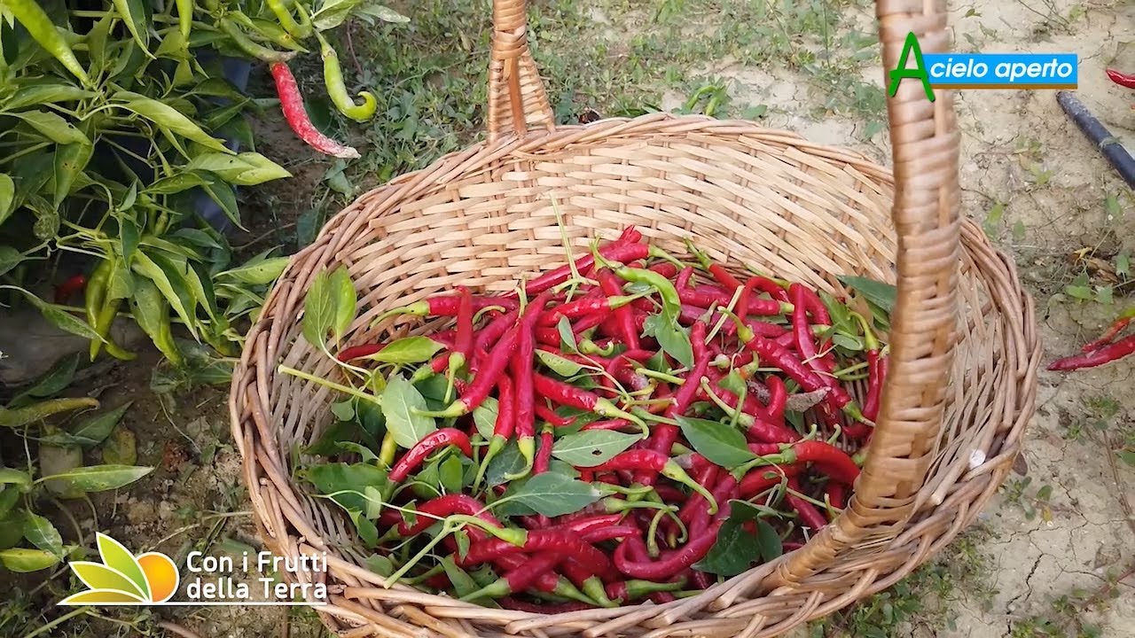 Il peperoncino di Romagna