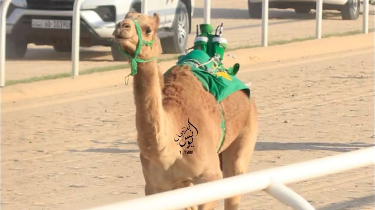 رهوه : ناصر سعود حمود آل شافي