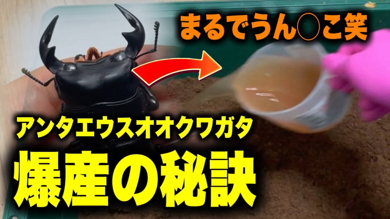 アンタエウス爆産！秘訣はうん〇！？ｗ【クワガタ】