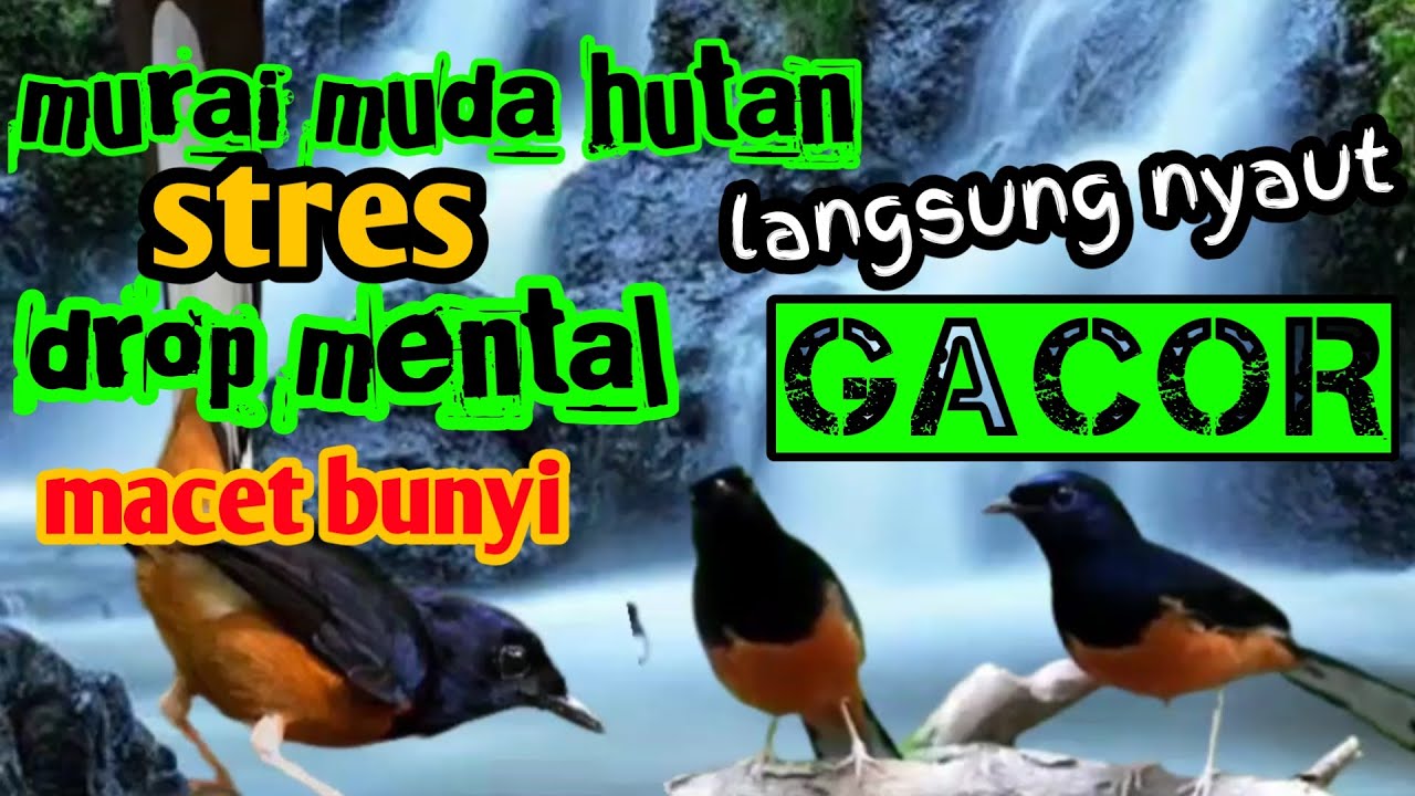 terapi murai muda hutan❗langsung nyaut dan gacor