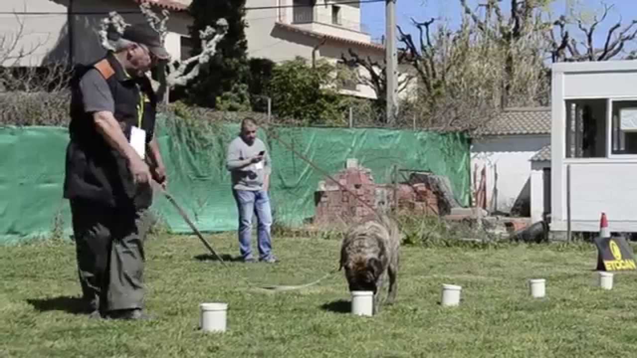 1ª COPA ETOCAN . PERROS DETECTORES DE SUSTANCIAS OLOROSAS. FEDPE