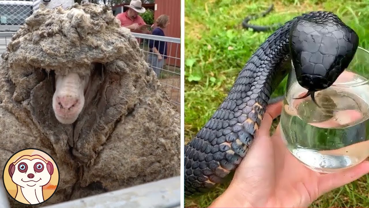 10 ANIMALI CHE HANNO CHIESTO AIUTO AGLI UMANI