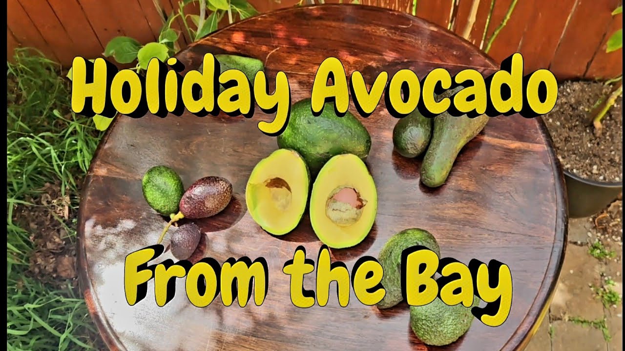 Holiday 🥑Avocado🥑 From the Bay