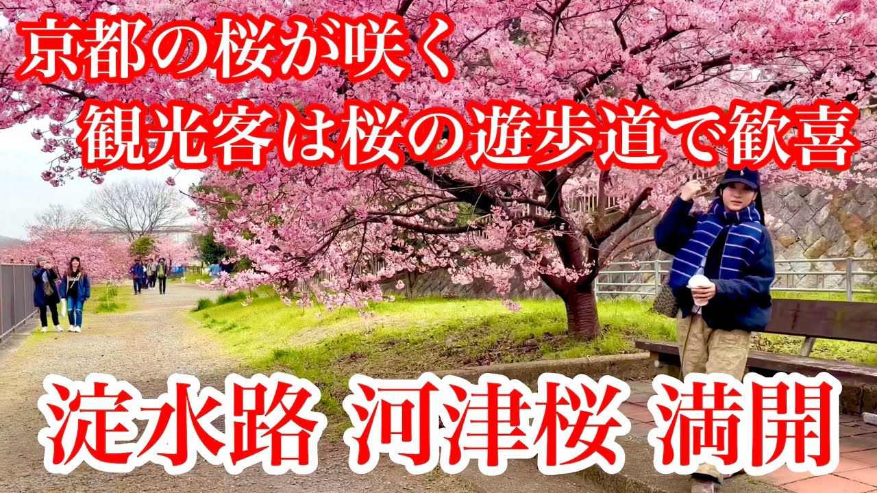 2026年3月6日 花見客が京都の遊歩道を満喫 淀水路の河津桜🌸が満開 Kawazu cherry blossoms, Yodo