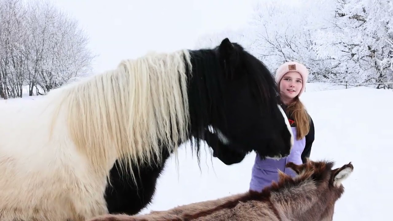 Learn A Little About The Gypsy Vanner Horse