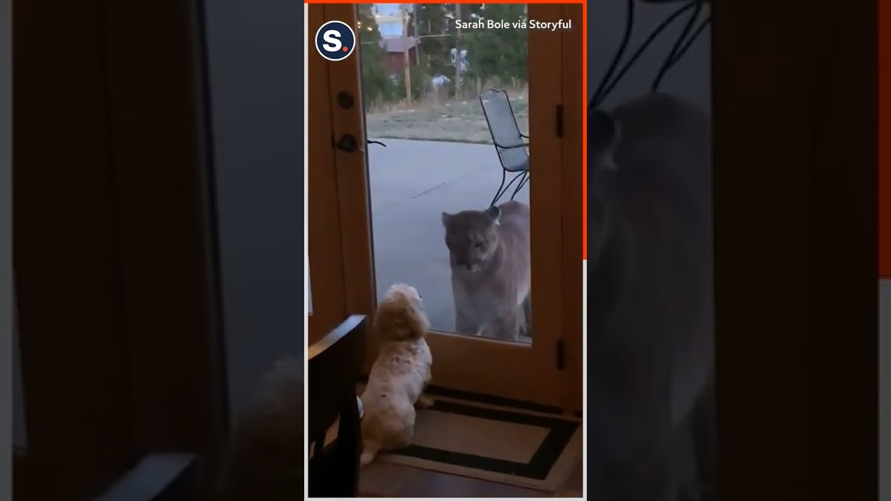 Fearless Tiny Dog Stares Down Mountain Lion #pets #funny