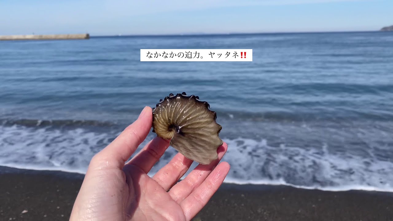 房総の海#15  人生初のタコブネ／幸せ過ぎる！波打ち際のハルシャガイ／ビワガイ／つやつやタカラガイ／ボウシュウボラ／ナガニシ