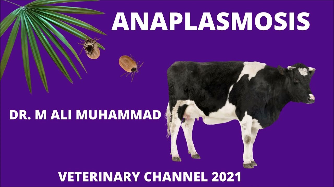 Large Animal Medicine: Pathology,  Clinical Symptoms, And  Diagnosis Of Anaplasmosis  In Cattle