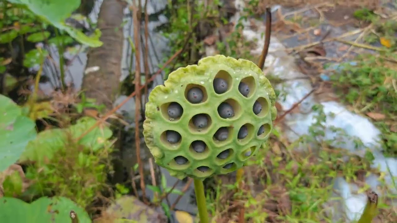 Lotus Flower sa Pilipinas #backyardgardening #Philippines 