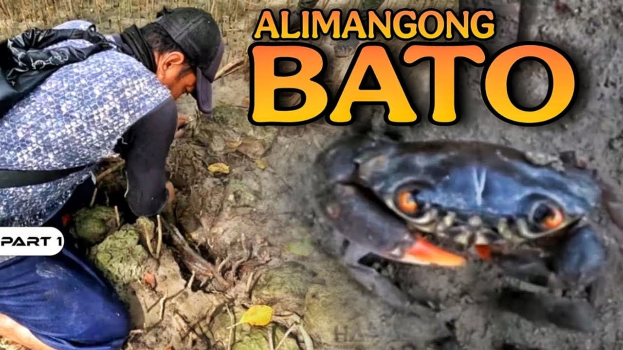 P1 - Manghuli Tayo ng Alimangong Bato - EP1852