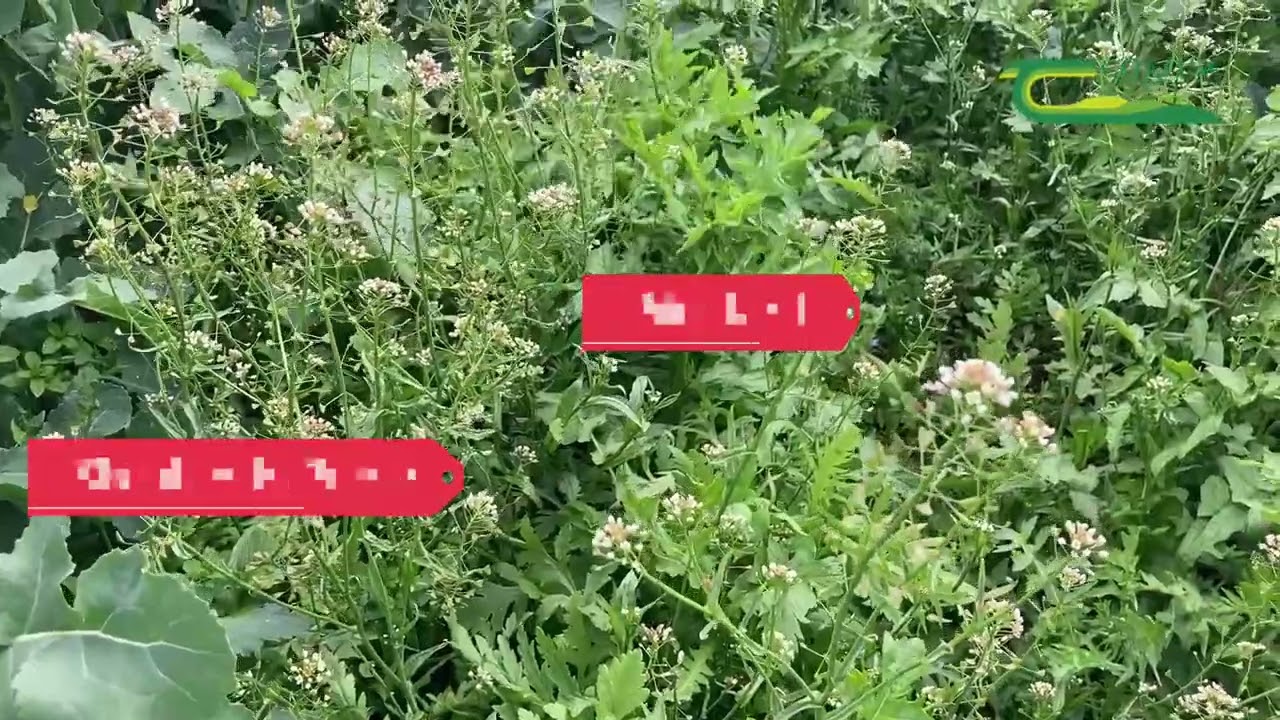 Clubroot