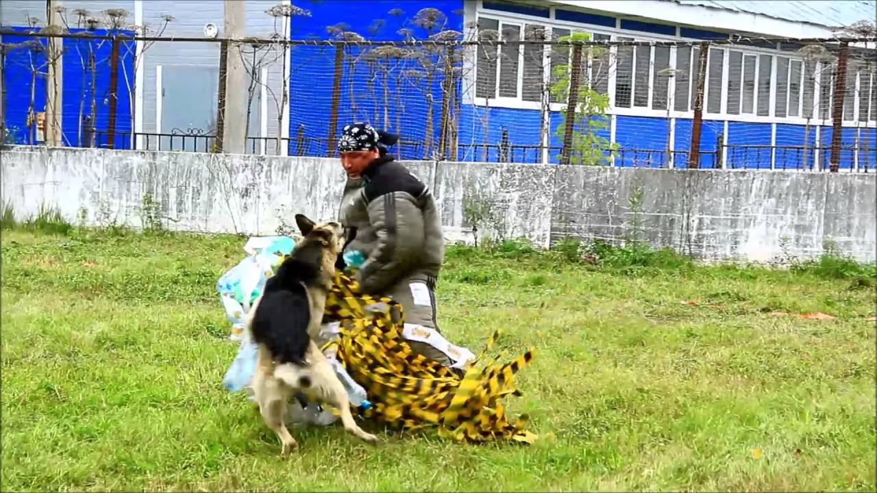 № 19 Моншер Вирсаль Задор ВЕО