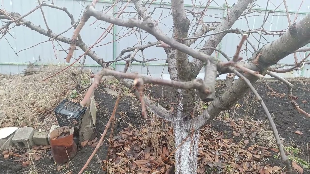 Принцип омоложения возрастной черешни без ущерба для дерева