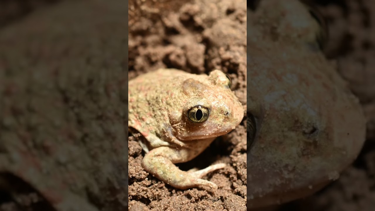 Amazing Facts About Giant Asian Bullfrog