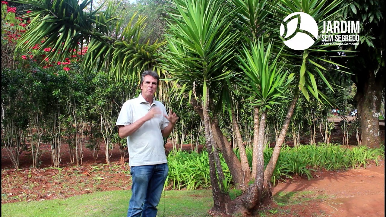 Yucca elephantips - Jardim sem segredo