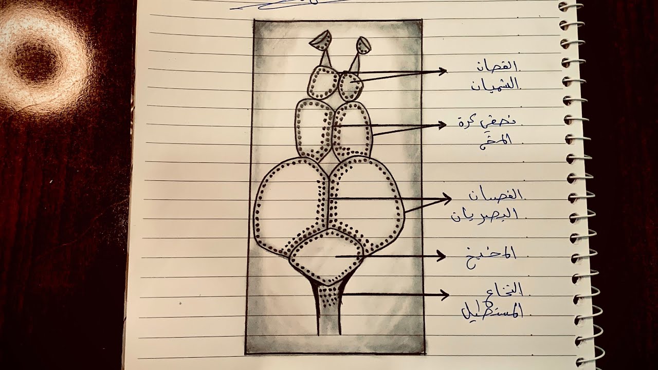 رسم الدماغ في السمكة العظمية للصف#الرابع_العلمي #الفصل_السادس 🐟🧠🍃💗