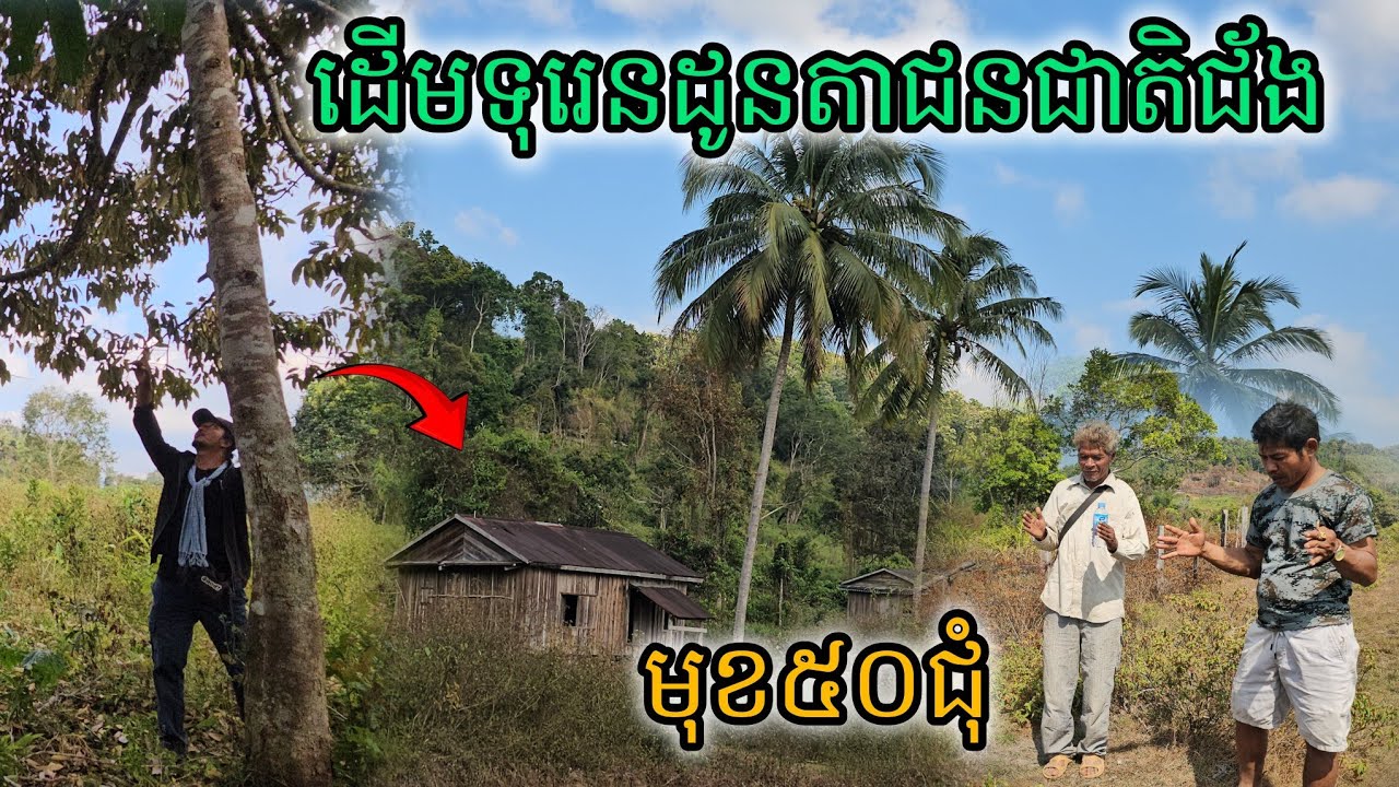 ដើមទុរេនដូនតាជនជាតិជ័ងមុខ ៥០ជុំ