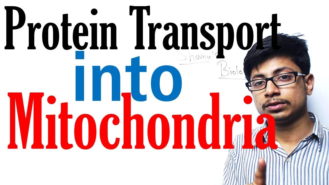Protein transport in mitochondria