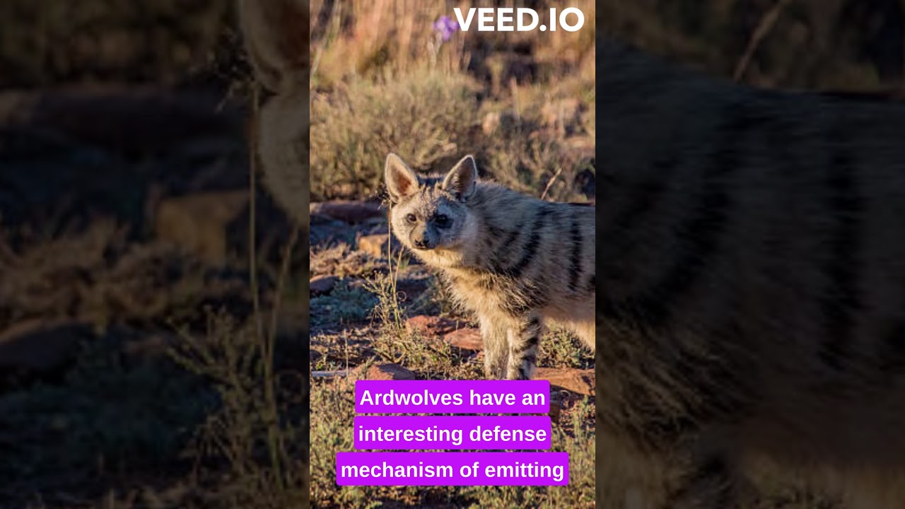 Aardwolf facts #aardwolf  #animals #facts #africa