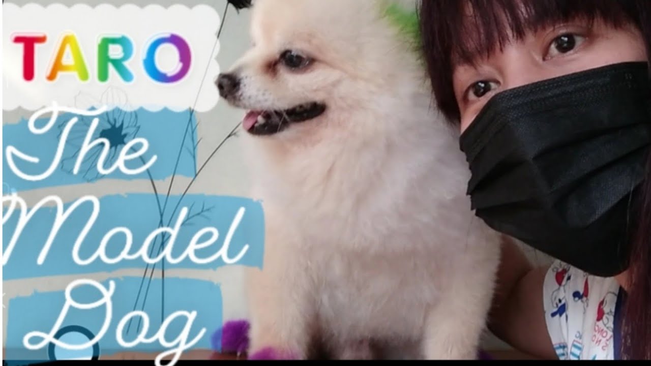 Taro, the model dog