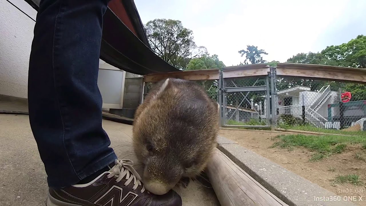 【五月山動物園】かわいいウォンバットにこ～んなに近づくことができました♪
