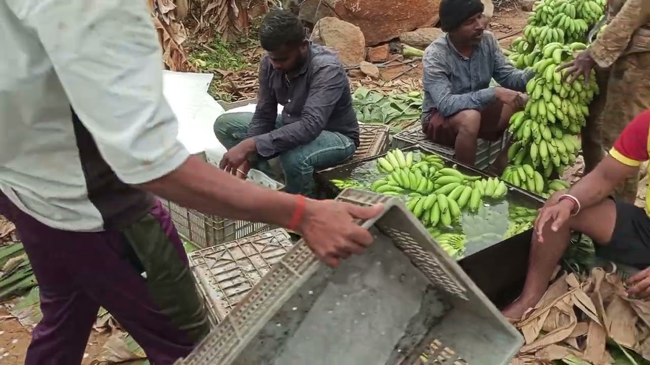 ஏற்றுமதிக்காக பாக்ஸ் செய்யப்படும் கதலி வாழை