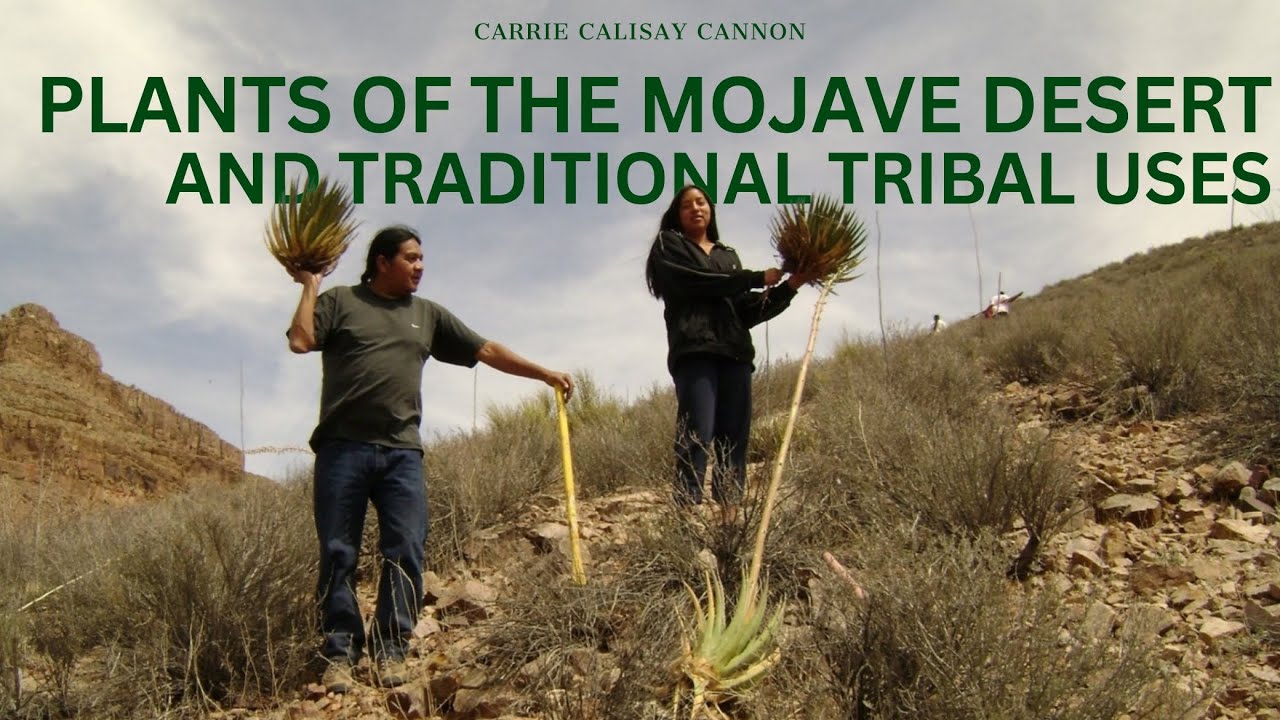 Plants of the Mojave Desert and Traditional Tribal Uses