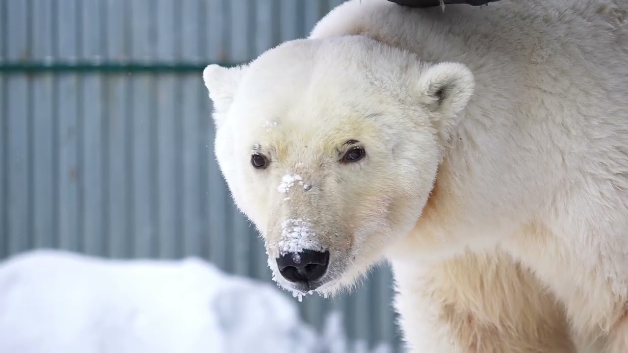 Новая медведица Московского зоопарка.New female bear at the Moscow Zoo.