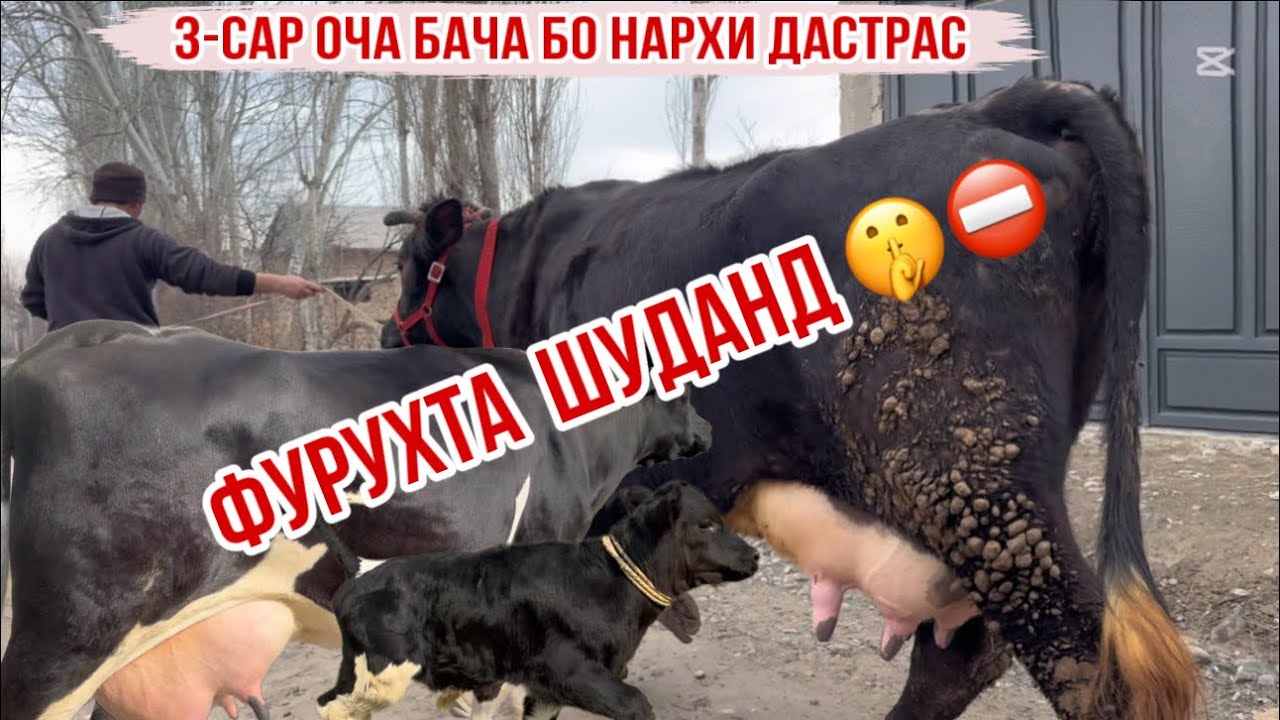 3-САР ОЧА БАЧА БО НАРХИ ДАСТРАС 14 февраля 2026 г.