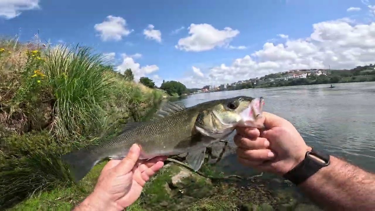 Bons Robalos em LRF de margem no rio Douro (com dicas)