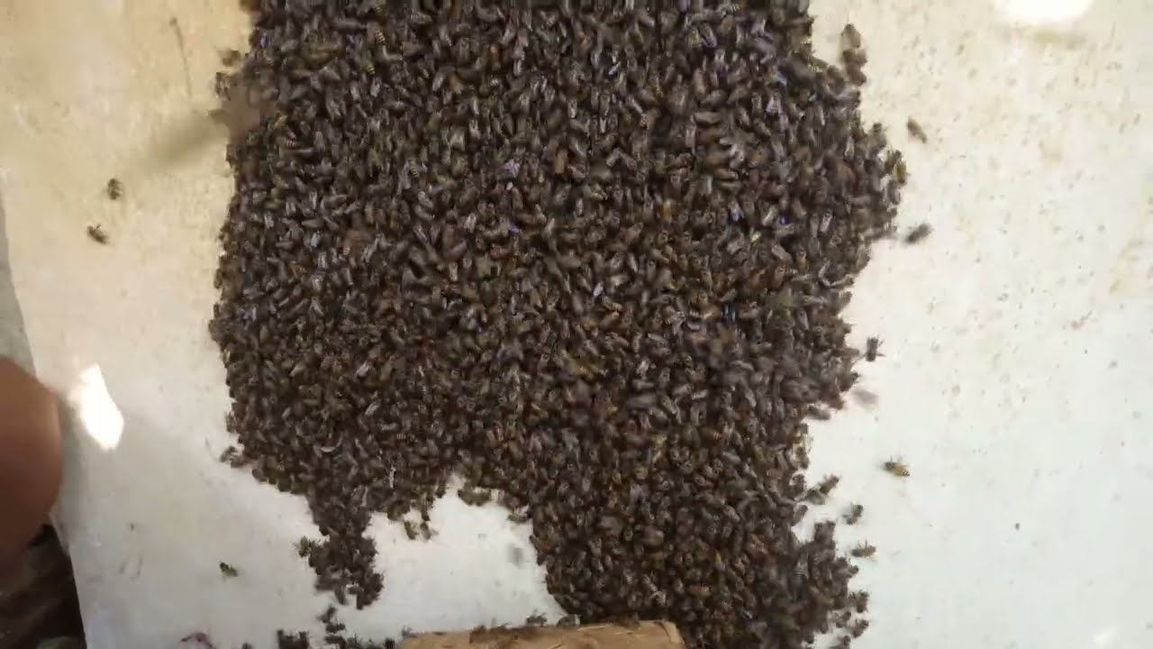 Rezeki ga kemana😊 ada yang nyasar ke pinggir rumah