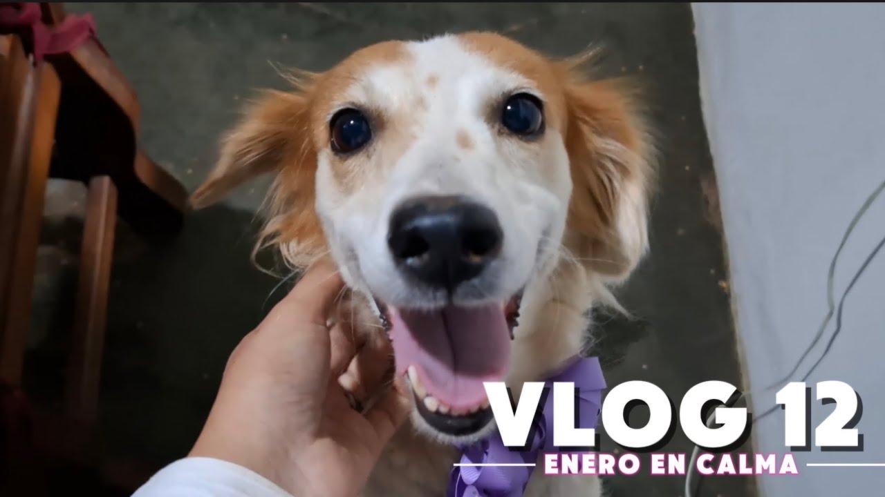 VLOG 12- Enero en calma