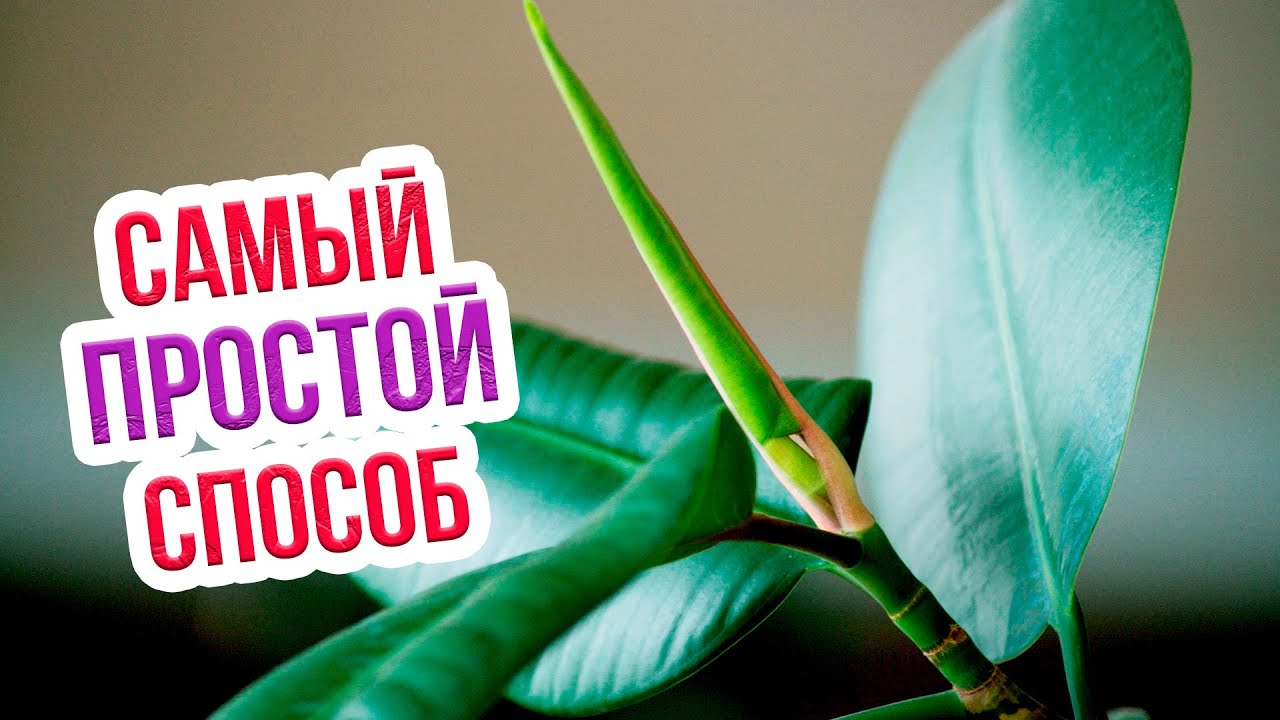 Размножение каучуконосного фикуса листом. Проверенный способ укоренения от Екатерины Новиковой!