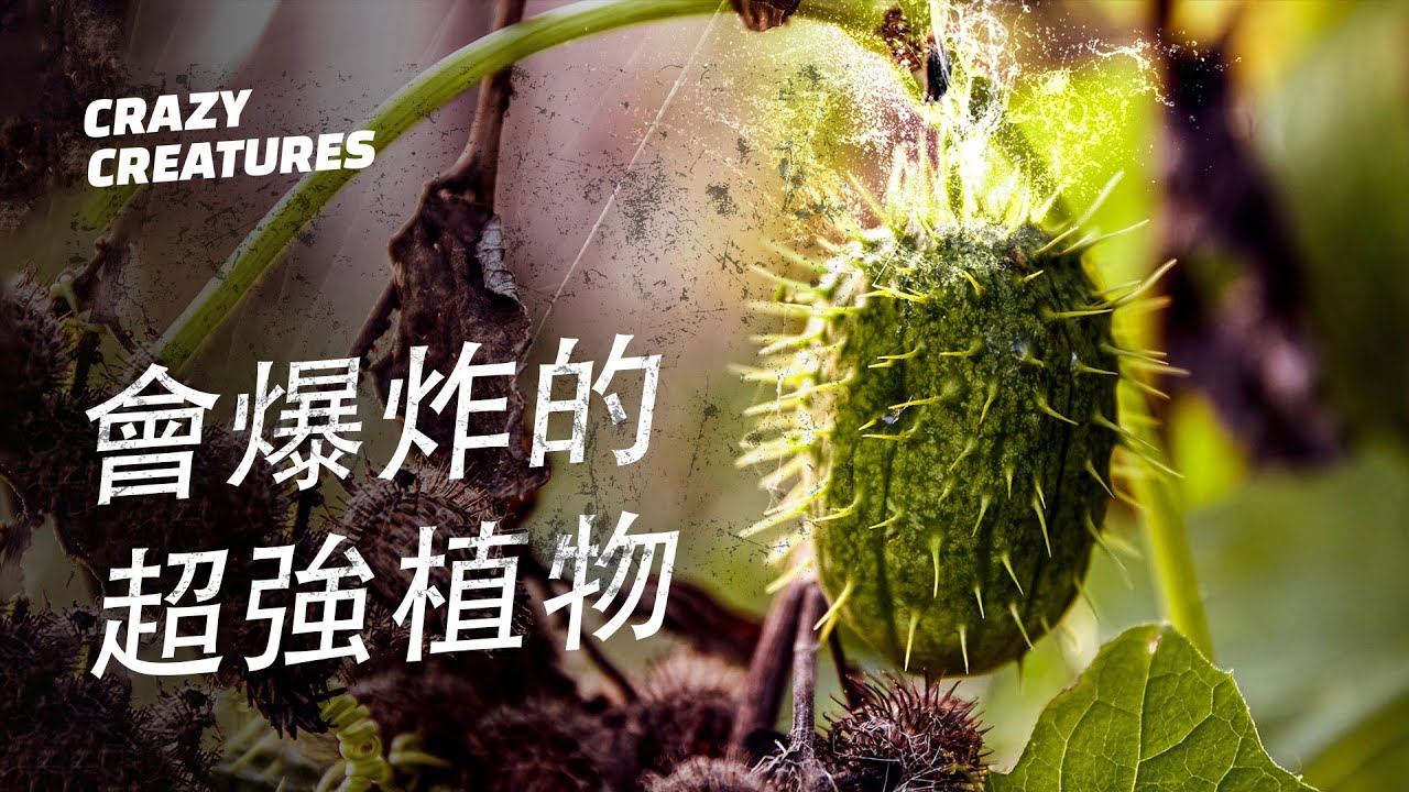 八種讓你炸開想象力的爆炸植物 | 瘋狂生物