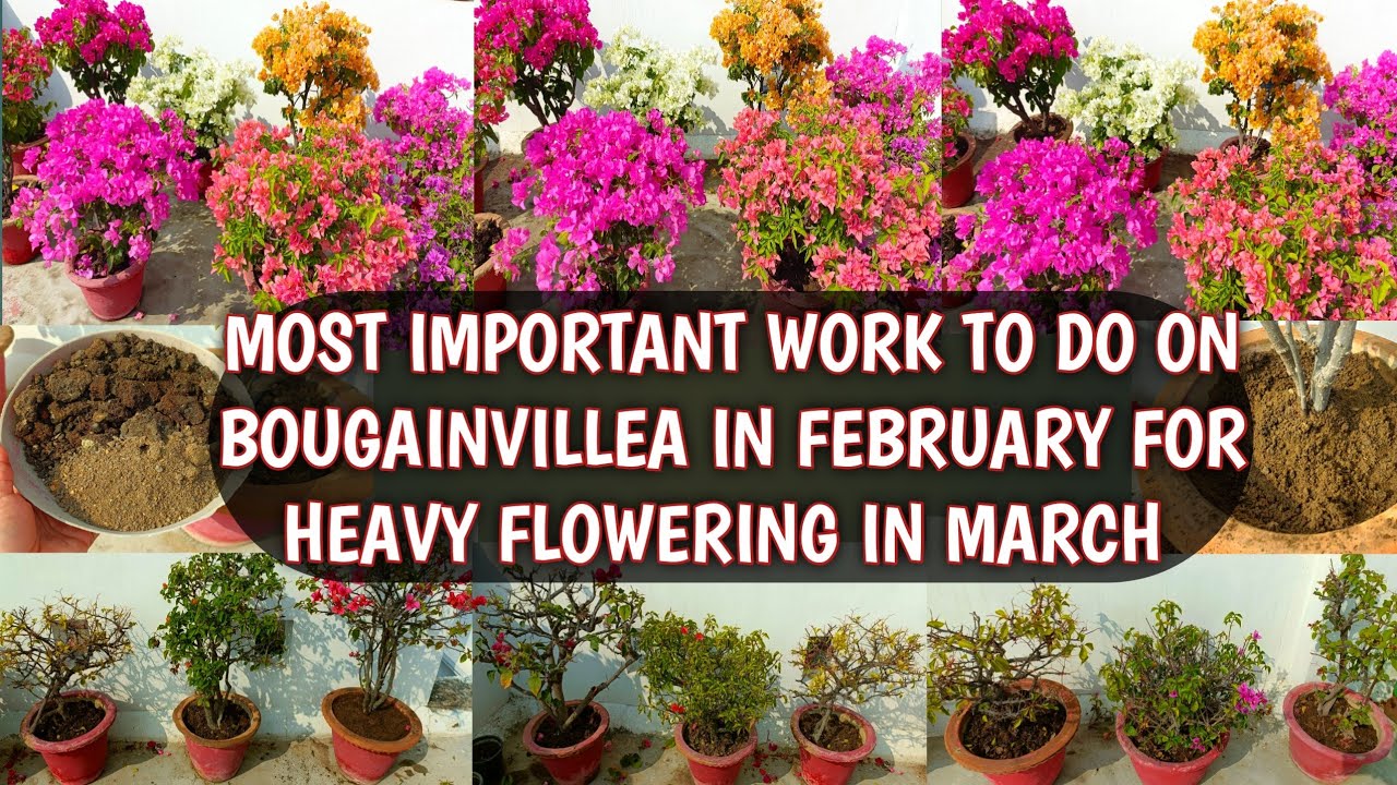 BOUGAINVILLEA PLANT CARE IN FEBRUARY FOR HEAVY FLOWERING IN MARCH 🌸🌸| BOUGAINVILLEA FEBRUARY CARE 🌸🌸