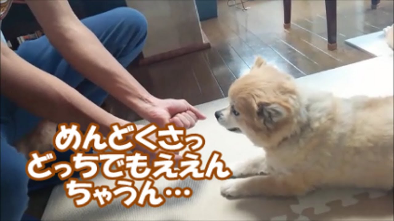 すぐキレるポメラニアン110 しょうたろうとオレどうちゃうねん byお父さん