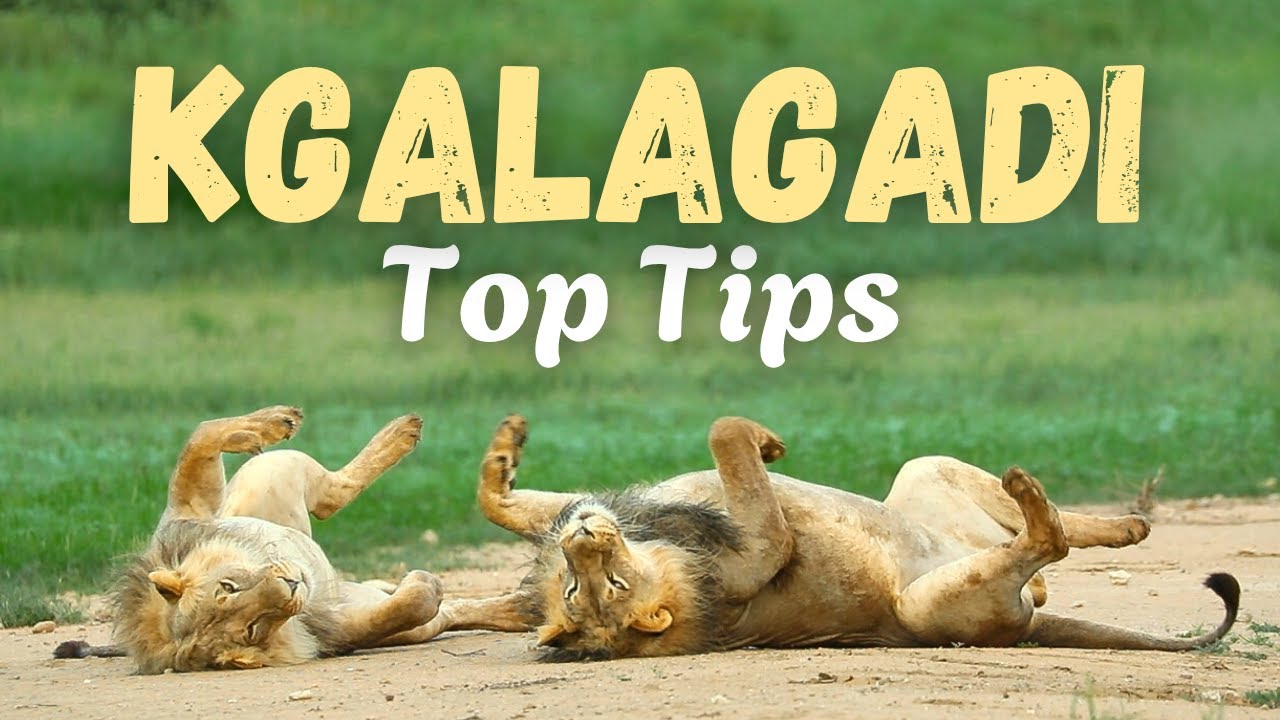 14 Top Tips To Help You Enjoy The Kgalagadi Even More!