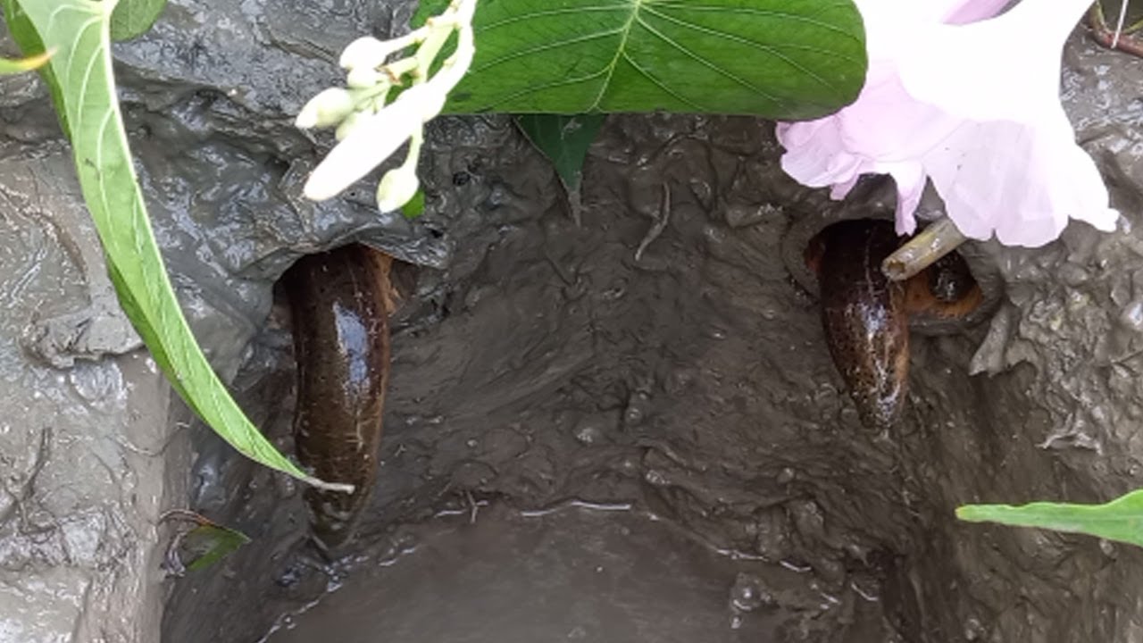 Believe This Fishing? Unique Eels Trapping System Make From Bamboo Pipe| Fishing Trap For Eel Fish.
