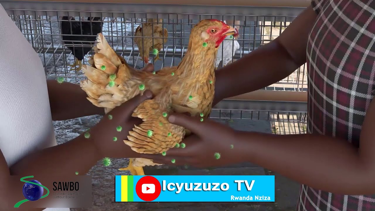 Uko warinda Inkoko zawe indwara y’Umuraramo #chicken