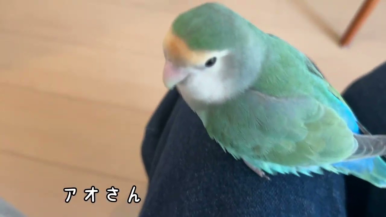 【コザクラインコアオさん初めての産卵】#インコのいる暮らし #コザクラインコのあおさん #おばあちゃんインコのみどりちゃん #あおとみどり #lovebirds #parrot #産卵 