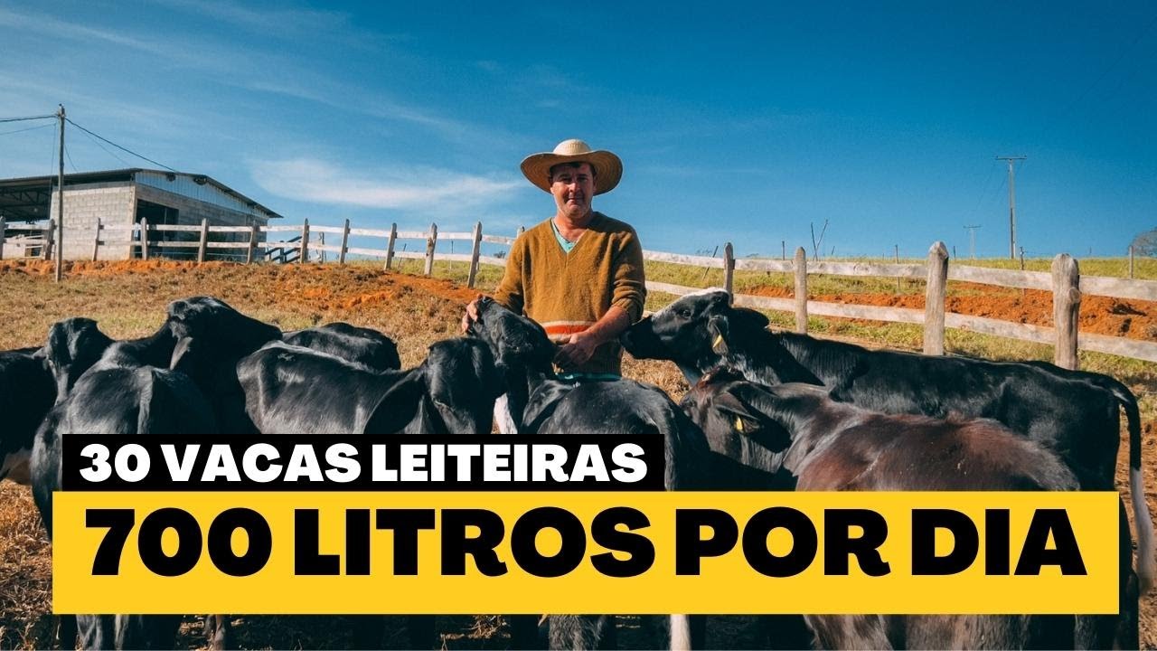 30 vacas produzindo 700 litros por dia! Descubra o segredo por trás do sucesso - गाय