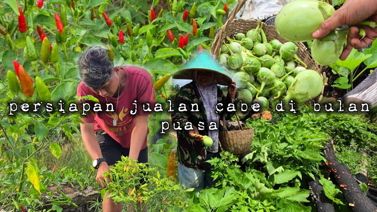 Persiapan jualan cabe di bulan puasa banyak pesanan masuk hidup di hutan