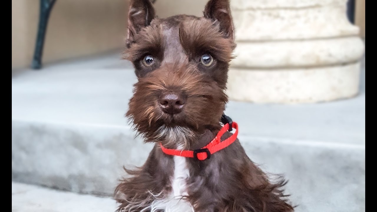 BEAUTIFUL Schnauzer Puppy for Sale - Tagg in Training