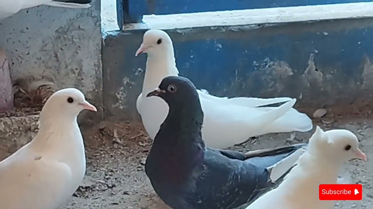 Cəlilabadlı Elşənin göyərçinləri 🕊️👍