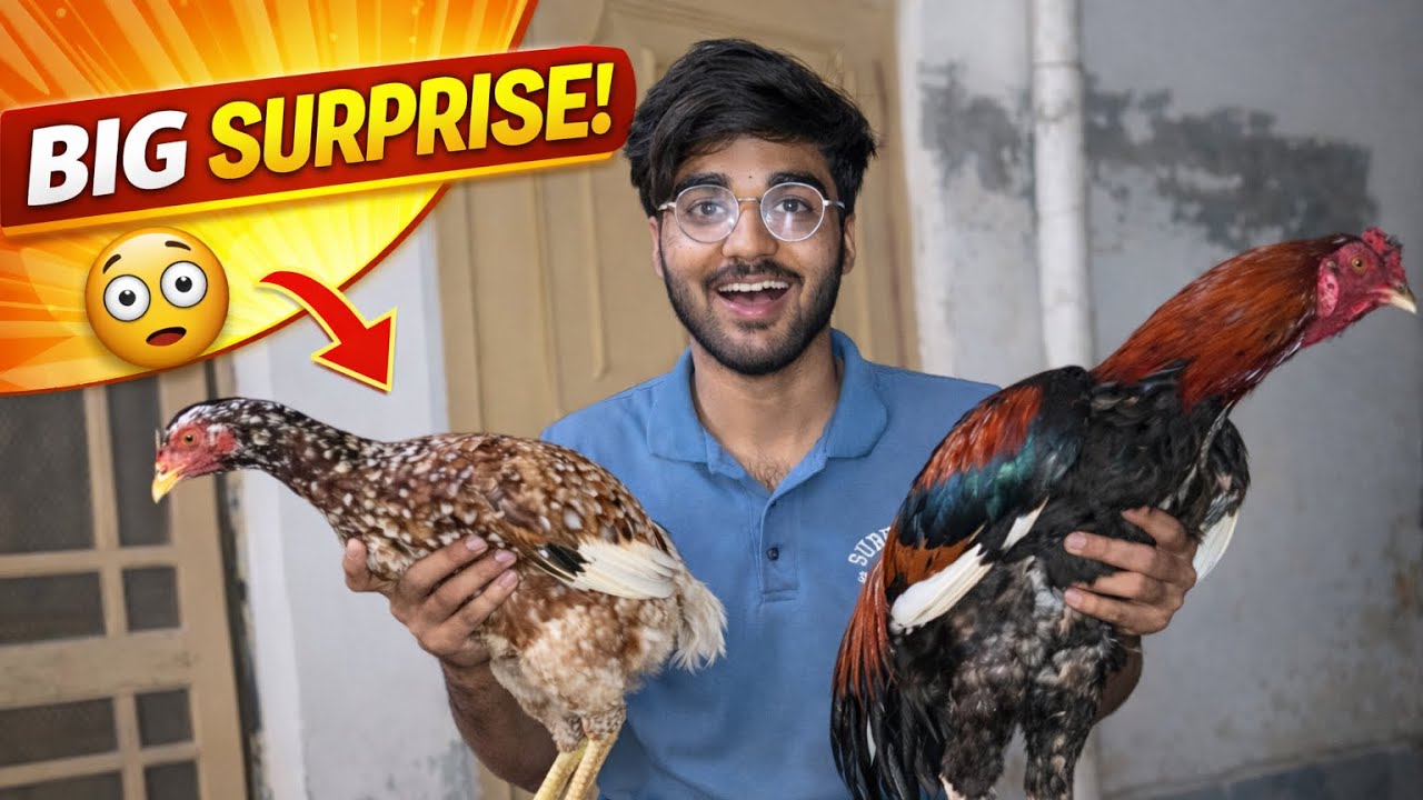 Murgy ky Lia us ki begum || medicine for my hens 
