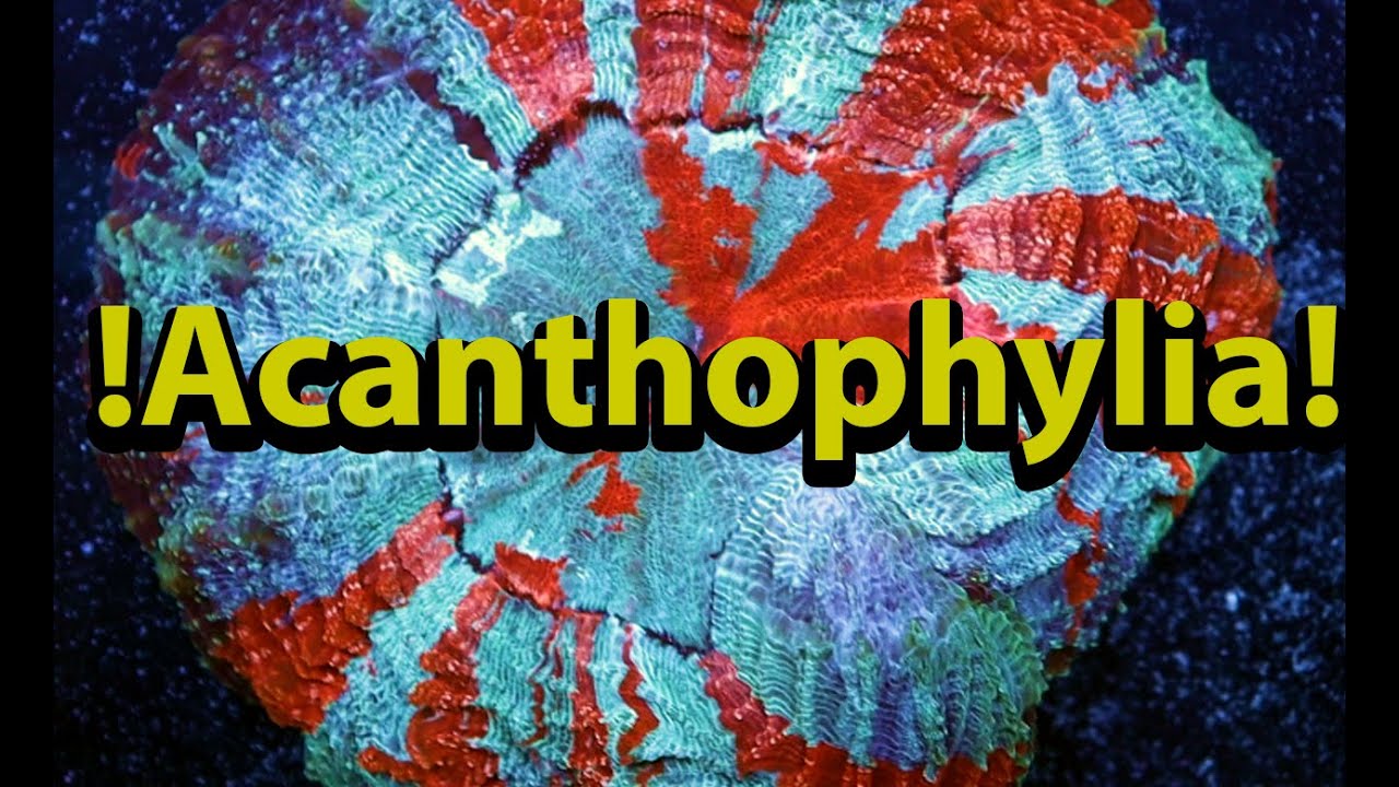 The Secret To Keeping Acanthophyllia