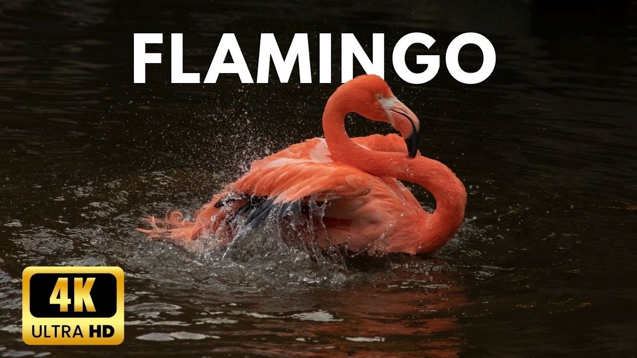 Flamingo 4k Soo beautiful Bird in Pink Colours