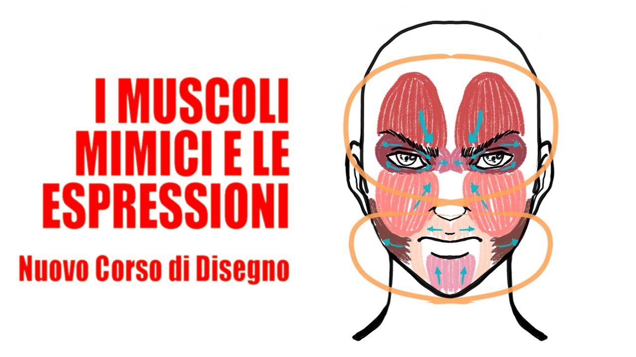 Come i muscoli mimici formano le espressioni - NUOVO CORSO DI DISEGNO