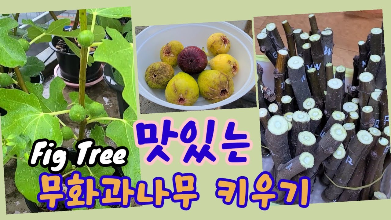 무화과나무 키우기 / 무화과나무 삽목과 무화과나무 삽수 만들기 / planting figs /Growing a Fig Tree