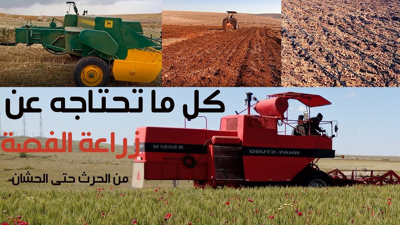 كل ما تحتاجه قبل زراعة الفصة من الحرث حتى الحصاد